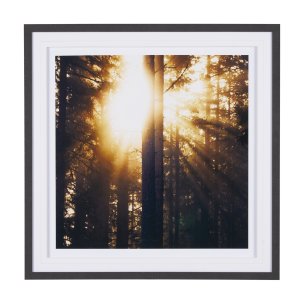 Woodland Glow by Andreas Stridsberg a Hand Embelished Textured Framed Art Photo Matted under Glass