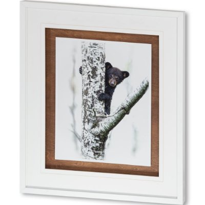 9746 - Bears at Play V by PHBurchett a Framed Photo Art Print Matted under Glass