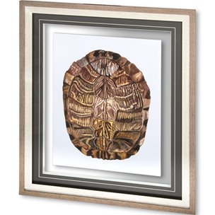 Tortoise Shell Detail I by Naomi McCavitt a Framed Art Print Matted under Glass