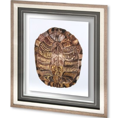10071 - Tortoise Shell Detail I by Naomi McCavitt a Framed Art Print Matted under Glass