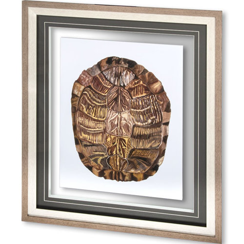 10071 - Tortoise Shell Detail I by Naomi McCavitt a Framed Art Print Matted under Glass