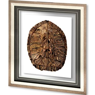Tortoise Shell Detail II by Naomi McCavitt a Framed Art Print Matted under Glass