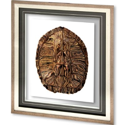 10072 - Tortoise Shell Detail II by Naomi McCavitt a Framed Art Print Matted under Glass