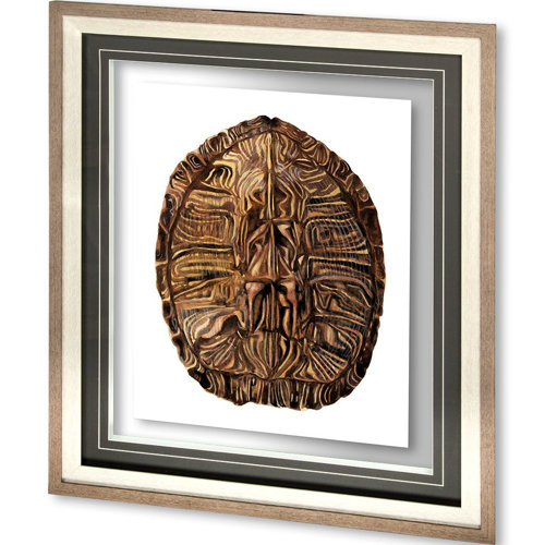 10072 - Tortoise Shell Detail II by Naomi McCavitt a Framed Art Print Matted under Glass