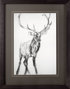 10287 - Young Elk by Harvey, Brenna a Framed Art Print Matted under Glass