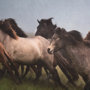 10289 - Custom Icelandic Horses XIII (MC) by PH Burchett Hand Embellished Framed Photo Art Print Matted unde
