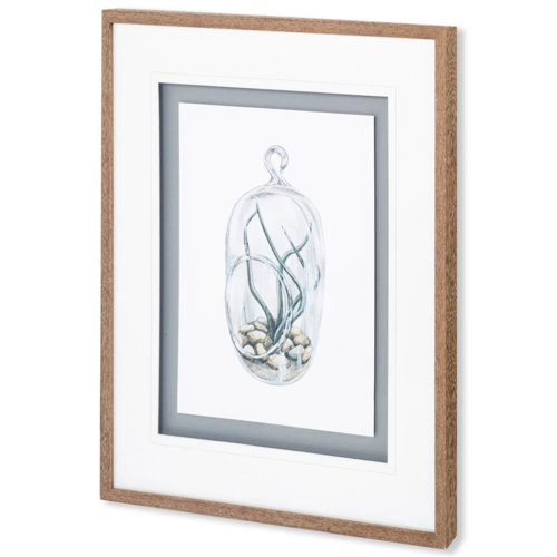 10292 - Air Plant 1 by Harvey, Brenna a Framed Art Print Matted under Glass