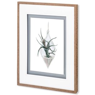 Air Plant 2 by Harvey, Brenna a Framed Art Print Matted under Glass