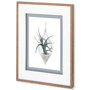 10293 - Air Plant 2 by Harvey, Brenna a Framed Art Print Matted under Glass