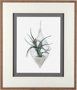 10293 - Air Plant 2 by Harvey, Brenna a Framed Art Print Matted under Glass
