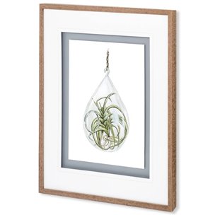 Air Plant 3 by Harvey, Brenna a Framed Art Print Matted under Glass