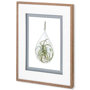 10294 - Air Plant 3 by Harvey, Brenna a Framed Art Print Matted under Glass