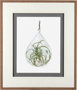 10294 - Air Plant 3 by Harvey, Brenna a Framed Art Print Matted under Glass