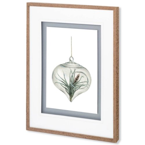 10295 - Air Plant 4 by Harvey, Brenna a Framed Art Print Matted under Glass