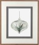 10295 - Air Plant 4 by Harvey, Brenna a Framed Art Print Matted under Glass