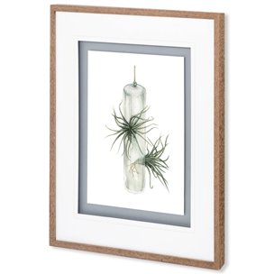 Air Plant 5 by Harvey, Brenna a Framed Art Print Matted under Glass