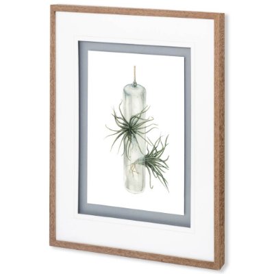 10296 - Air Plant 5 by Harvey, Brenna a Framed Art Print Matted under Glass