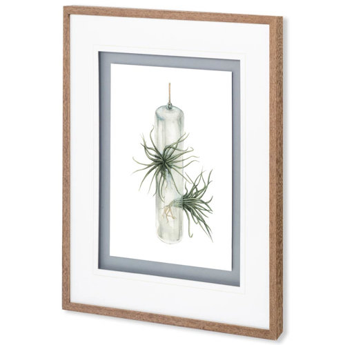 10296 - Air Plant 5 by Harvey, Brenna a Framed Art Print Matted under Glass
