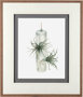 10296 - Air Plant 5 by Harvey, Brenna a Framed Art Print Matted under Glass