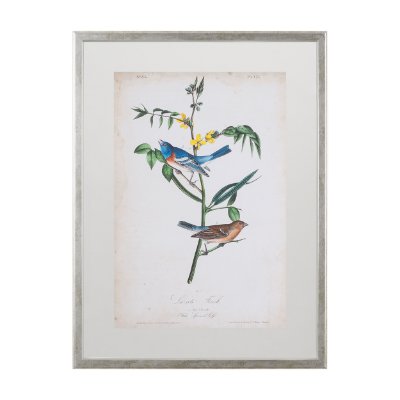10472 - Delicate Bird and Botanical IV by John James Audubon a Framed Art Print Matted under Glass