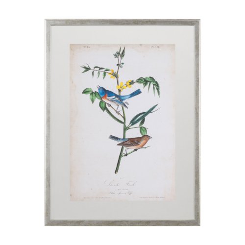 10472 - Delicate Bird and Botanical IV by John James Audubon a Framed Art Print Matted under Glass