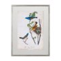 10473 - Custom Blue Song Grosbeak (MC) by Audubon a Framed Art Print Matted under Glass