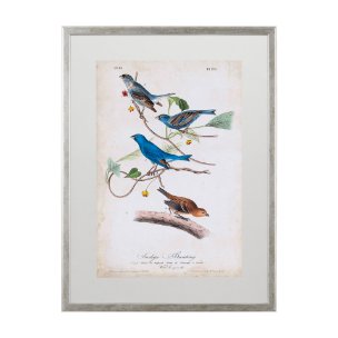 Custom Indigo Bunting (MC) by Audubon a Framed Art Print Matted under Glass