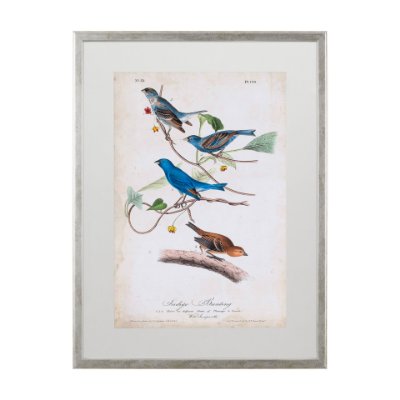 10474 - Custom Indigo Bunting (MC) by Audubon a Framed Art Print Matted under Glass