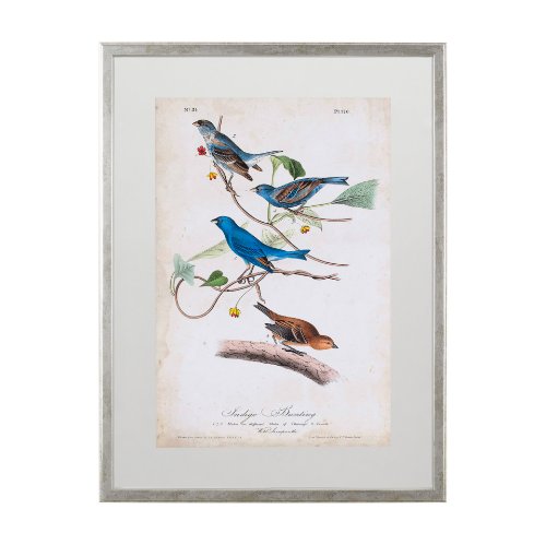 10474 - Custom Indigo Bunting (MC) by Audubon a Framed Art Print Matted under Glass