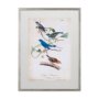 10474 - Custom Indigo Bunting (MC) by Audubon a Framed Art Print Matted under Glass