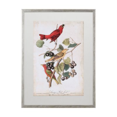 10475 - Summer Red Bird by John James Audubon a Framed Art Print Matted under Glass