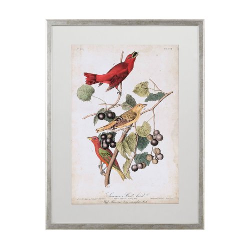 10475 - Summer Red Bird by John James Audubon a Framed Art Print Matted under Glass