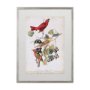 10475 - Summer Red Bird by John James Audubon a Framed Art Print Matted under Glass
