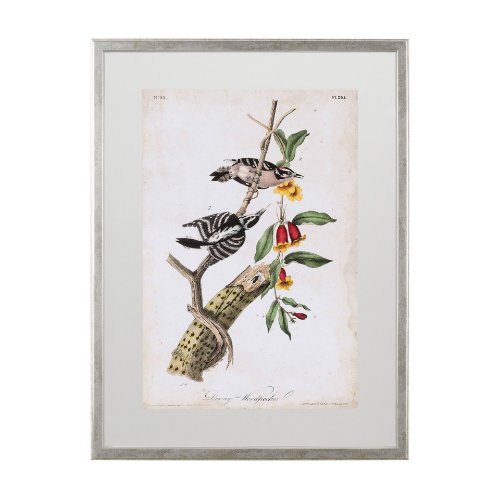 10476 - Downy Woodpecker by John James Audubon a Framed Art Print Matted under Glass
