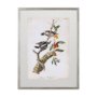 10476 - Downy Woodpecker by John James Audubon a Framed Art Print Matted under Glass