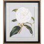 10569 - Camellia Japonica I by Vision Studio a Hand Embellished Textured Framed Art Print Matted under Glass