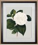 10570 - Camellia Japonica II by Vision Studio Hand Embellished Textured Framed Art Print Matted under Glass