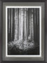 10572 - Lowland Winter Forest No 13, Tiger Mountain by Bisig, Steve a Framed Photo Art Print Matted under Gl