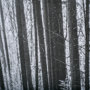10572 - Lowland Winter Forest No 13, Tiger Mountain by Bisig, Steve a Framed Photo Art Print Matted under Gl