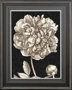 10593 - Dramatic Peony I by Vision Studio a Hand Embellished Textured Framed Art Print Matted under Glass