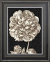 10594 - Dramatic Peony II by Vision Studio a Hand Embellished Textured Framed Art Print Matted under Glass