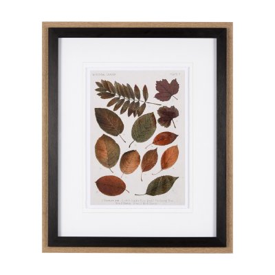 10681 - Autumnal Leaves II by Vision Studio a Framed Art Print Matted under Glass