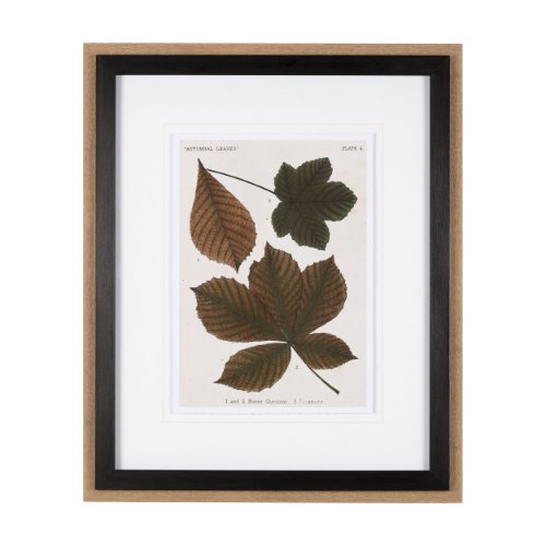 10682 - Autumnal Leaves III by Vision Studio a Framed Art Print Matted under Glass