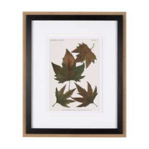 Autumnal Leaves IV by Vision Studio a Framed Art Print Matted under Glass