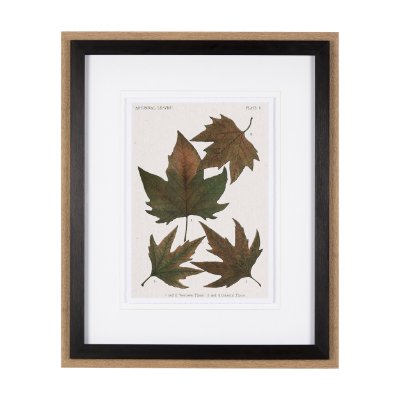 10683 - Autumnal Leaves IV by Vision Studio a Framed Art Print Matted under Glass