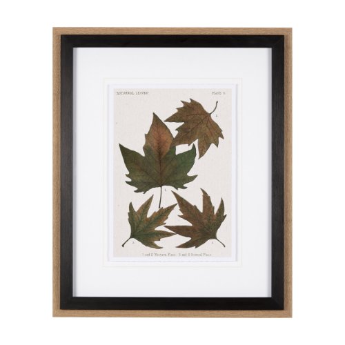 10683 - Autumnal Leaves IV by Vision Studio a Framed Art Print Matted under Glass