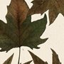 10683 - Autumnal Leaves IV by Vision Studio a Framed Art Print Matted under Glass