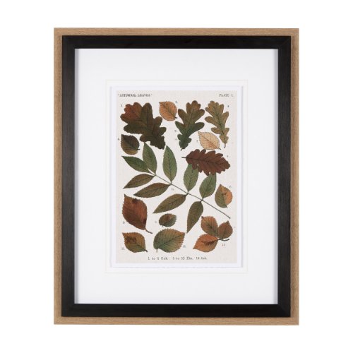 10684 - Autumnal Leaves V  by Vision Studio a Framed Art Print Matted under Glass