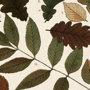 10684 - Autumnal Leaves V  by Vision Studio a Framed Art Print Matted under Glass