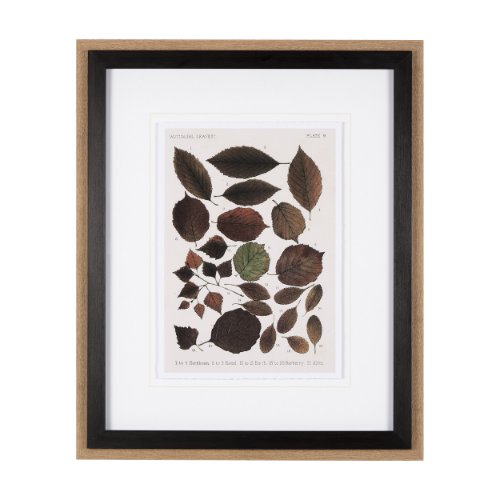 10685 - Autumnal Leaves VI by Vision Studio a Framed Art Print Matted under Glass